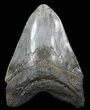 Serrated, Fossil Megalodon Tooth - Gigantic Shark Tooth #56468-1